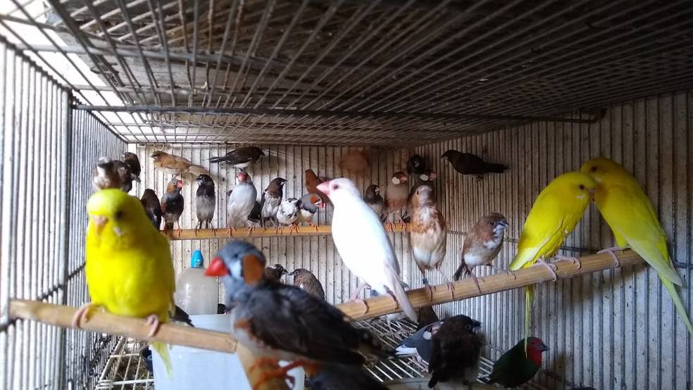 Pássaros à venda presos e amontoados nem gaiolas